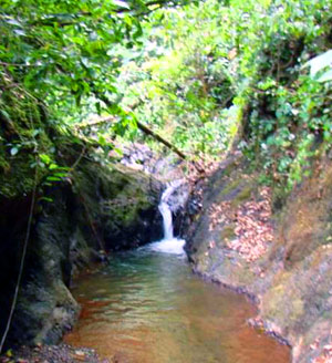 Guests can trek through the forest to streams and pools like this. 